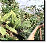 Eden Malaysian Rainforest biome