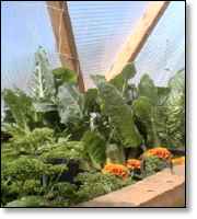 cukes, parsley, chard and marigolds in a dome