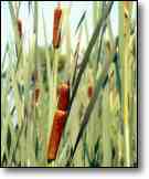 cattails