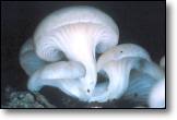 oyster mushroom