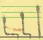 Bend in Crop Circle plants