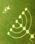 Menorah crop circle