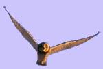owl in flight