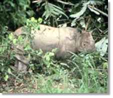 Sumatran rhino