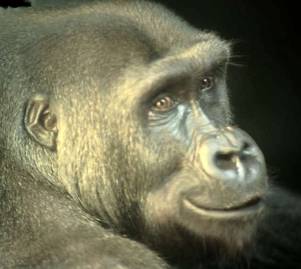 happy gorilla