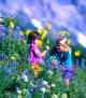 Indigo Angels