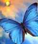 butterfly and sun
