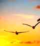 sun and birds