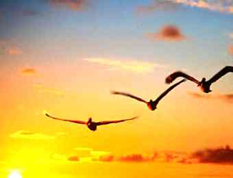flying in the sun